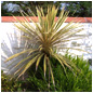 Courtyard Palm